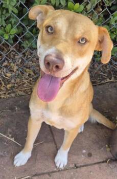 Sunshine -  Terrier and Mixed Breed Dog for Adoption in Shreveport, Louisiana - Sunshine | PetCurious