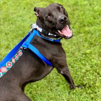 Allie -  Mixed Breed Dog for Adoption in Westhampton, New York - Allie | PetCurious