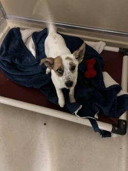 Pip -  Australian Cattle Dog Blue Heeler Dog Available for Adoption in Mineral Point, Wisconsin - Pip | PetCurious