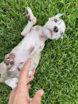 Splash -  Catahoula Leopard Dog Dog for Adoption in Wekiwa Springs, Florida - Splash | PetCurious