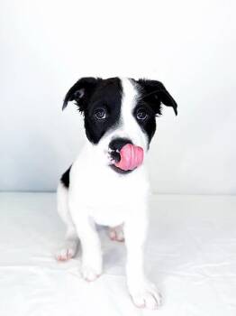 Tootles -  Pit Bull Terrier Dog Available for Adoption in Bixby, Oklahoma - Tootles | PetCurious