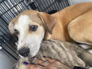 A658209 -  Catahoula Leopard Dog and Black Mouth Cur Dog for Adoption in Houston, Texas - A658209 | PetCurious