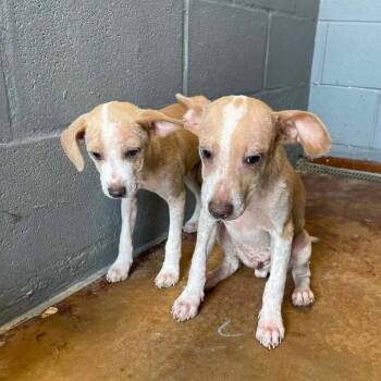 Pegleg Pete C613 -  Chihuahua and Terrier Dog for Adoption in Allen, Texas - Pegleg Pete C613 | PetCurious