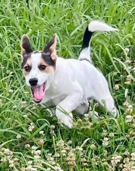 Stitch -  Mixed Breed Dog for Adoption in Davenport, Iowa - Stitch | PetCurious