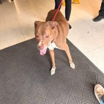 Flye -  Mixed Breed Dog for Adoption in Davenport, Iowa - Flye | PetCurious