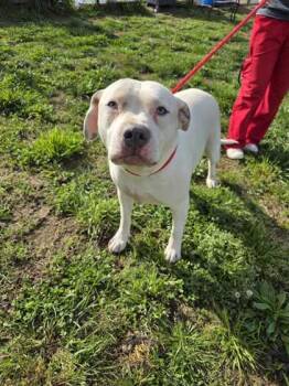 Mixed Breed Dogs Available for Adoption in Sevierville, Tennessee - Banner | PetCurious