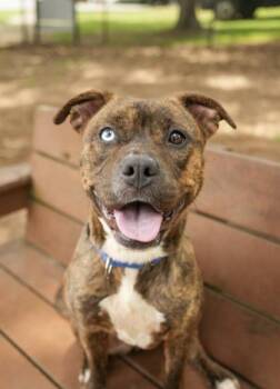 Intake 63886 -  Mixed Breed Dog for Adoption in Aiken, South Carolina - Intake 63886 | PetCurious