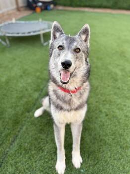 Husky Dogs Available for Adoption - Kraven | PetCurious