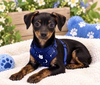 Milo -  Chihuahua and Rat Terrier Dog for Adoption in Cedartown, Georgia - Milo | PetCurious