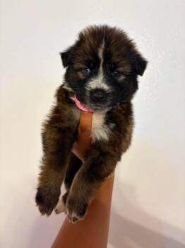 Matcha -  German Shepherd Dog Dog for Adoption in Lodi, California - Matcha | PetCurious