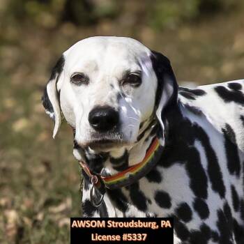 Rescue Dalmatian Dogs for Adoption in Stroudsburg, Pennsylvania - Buddy Boy | PetCurious