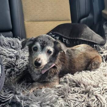 Mabel -  Chihuahua Dog for Adoption in Baldwin, Maryland - Mabel | PetCurious