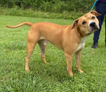 Mr. T -  Pit Bull Terrier Dog for Adoption in Murray, Kentucky - Mr. T | PetCurious