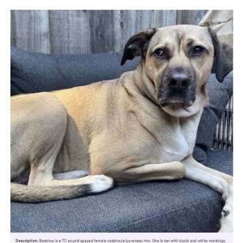 Rescue Catahoula Leopard Dog and Great Pyrenees Dogs for Adoption in Lakehead, California - Beatrice | PetCurious