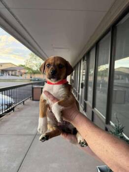 Labrador Retriever Dogs Available for Adoption in Aurora, Colorado - Quail | PetCurious