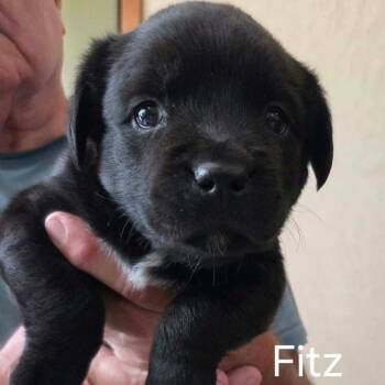 Fitz -  Shepherd and Pit Bull Terrier Dog for Adoption in Wadena, Minnesota - Fitz | PetCurious