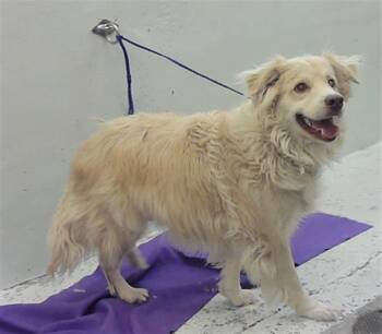 Golden Retriever and Mixed Breed Dogs Available for Adoption - BUDDY | PetCurious