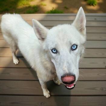 Rescue Husky Dogs for Adoption in Houston, Texas - Krypto | PetCurious