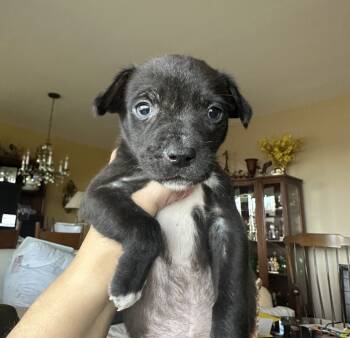 Rescue Labrador Retriever Dogs for Adoption in Washington, District Of Columbia - Babe Polly | PetCurious