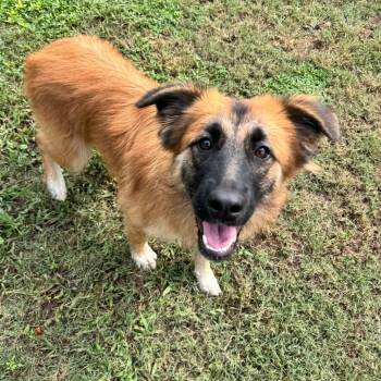 Testarossa -  Shepherd and Mixed Breed Dog for Adoption in Brownsboro, Alabama - Testarossa | PetCurious