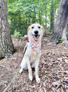 Great Pyrenees and Hound Dogs Available for Adoption in Fairfax, Virginia - Latte | PetCurious