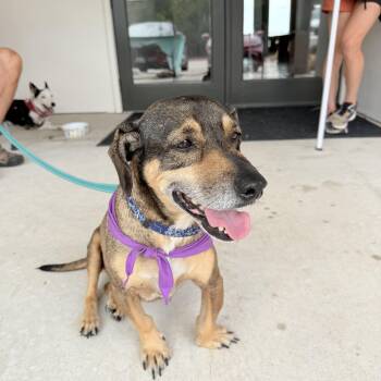 Peter -  Basset Hound Dog for Adoption in Austin, Texas - Peter | PetCurious