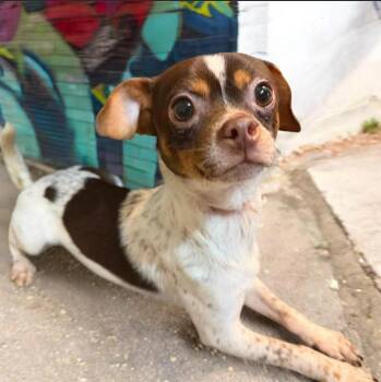 Chihuahua Dogs Available for Adoption - Orlando In TX | PetCurious