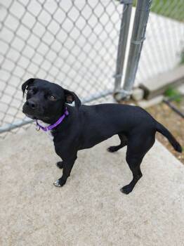 Mixed Breed Dogs Available for Adoption in Oconto, Wisconsin - Lyla | PetCurious