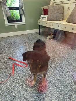 Iris -  Australian Shepherd and Mixed Breed Dog for Adoption in Carthage, Missouri - Iris | PetCurious