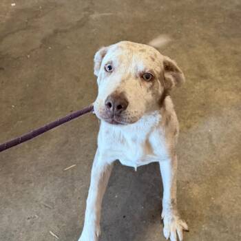 Catahoula Leopard Dog and Labrador Retriever Dogs Available for Adoption - Tallulah | PetCurious
