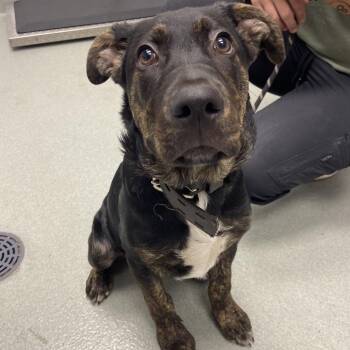 Mixed Breed Dogs Available for Adoption - King | PetCurious