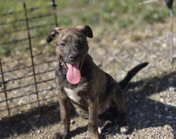 Maui -  Mixed Breed Dog Available for Adoption in Chatsworth, Georgia - Maui | PetCurious