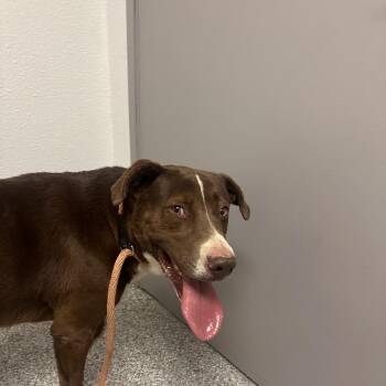 Chaco -  Pit Bull Terrier and Chocolate Labrador Retriever Dog for Adoption in Taos, New Mexico - Chaco | PetCurious