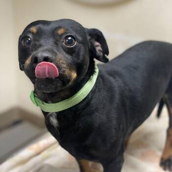 Chihuahua and Mixed Breed Dogs Available for Adoption in Riverside, California - Beef Jerky | PetCurious