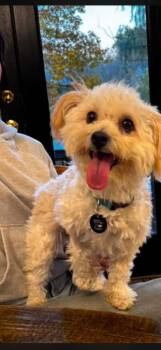 Mamita -  Poodle Dog for Adoption - Mamita | PetCurious