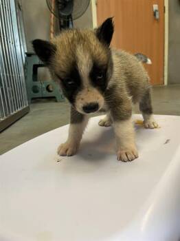 CHIP* -  German Shepherd Dog and Mixed Breed Dog for Adoption in Santa Cruz, California - CHIP* | PetCurious