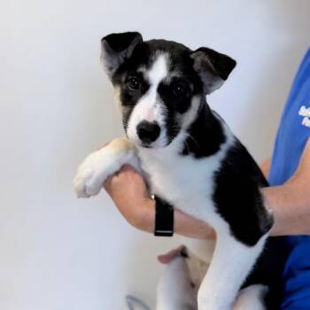 Sapphire -  Mixed Breed Dog for Adoption in Medford, Oregon - Sapphire | PetCurious