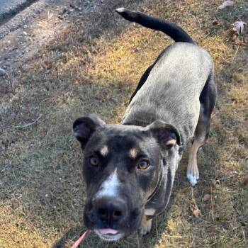 Queen -  Mixed Breed Dog Available for Adoption in Hamilton, Georgia - Queen | PetCurious