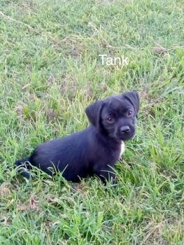 Tank -  Pug Dog Available for Adoption in Welling, Oklahoma - Tank | PetCurious