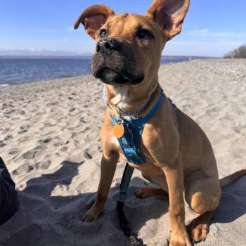 Husky and Pit Bull Terrier Dogs Available for Adoption - Glitter | PetCurious