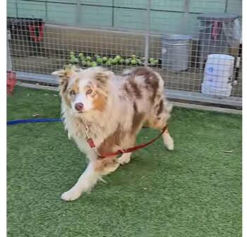 Rescue Australian Shepherd Dogs for Adoption in Norco, California - CIMARRON | PetCurious
