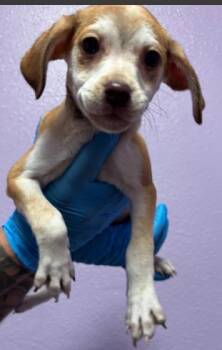 Mixed Breed Dogs Available for Adoption in El Paso, Texas - 60791704 | PetCurious