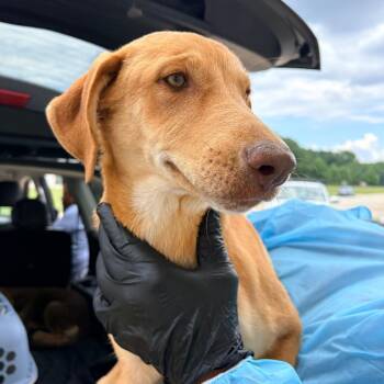 SUNNY 5689 -  Mixed Breed Dog for Adoption in Loxahatchee Groves, Florida - SUNNY 5689 | PetCurious