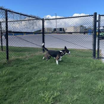 Sophie -  Terrier and Mixed Breed Dog for Adoption in Corpus Christi, Texas - Sophie | PetCurious