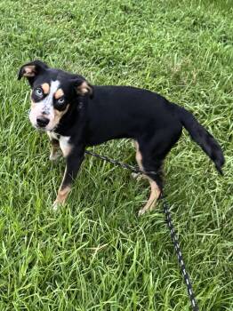 Willow -  Rat Terrier and Australian Cattle Dog Blue Heeler Dog for Adoption in Alexandria, Louisiana - Willow | PetCurious