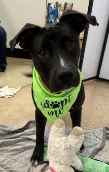 Phoebe -  Pit Bull Terrier and Labrador Retriever Dog for Adoption in Austin, Texas - Phoebe | PetCurious