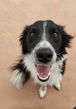 Border Collie Dogs Available for Adoption in Canutillo, Texas - Louie | PetCurious