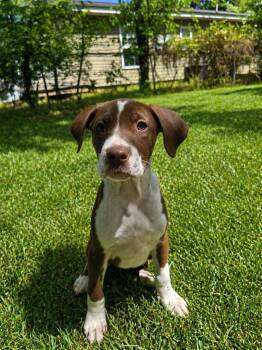 Terrier and Schnoodle Dogs Available for Adoption in Glocester, Rhode Island - Cheddar | PetCurious