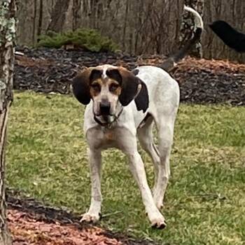Bluetick Coonhound Dogs Available for Adoption - Smokey | PetCurious