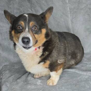 FOSTER NEEDED - Ringo -  Corgi and Mixed Breed Dog for Adoption - FOSTER NEEDED - Ringo | PetCurious